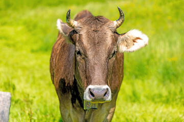 Allg&auml;u - Kuh - stolz - Braunvieh - H&ouml;rner