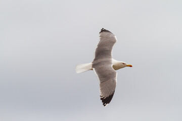 Vista de una gaviota volando en libertad con el cielo nublado.