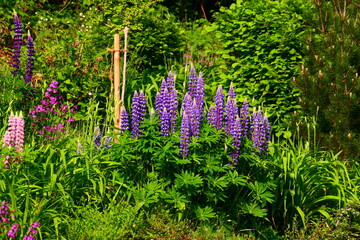 Lupinen im Naturgarten