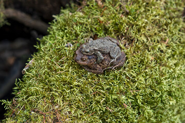 couple of common toads in amplexus among moss