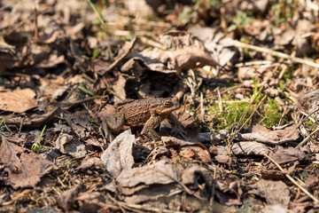 common toad after hibernation among dry foliage