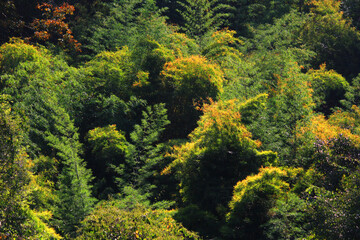 Aerial view of Greenery and tropical forest. The jungle and rain forest in Thailand