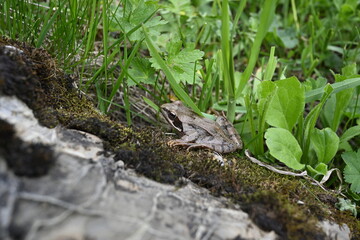Fototapeta premium Frog on the stone