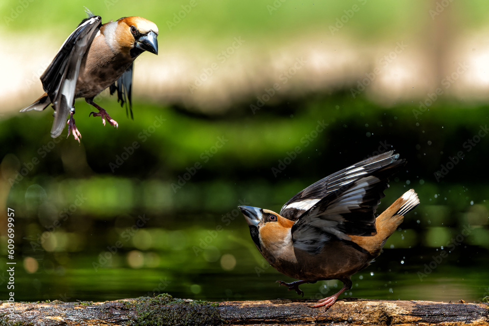 Wall mural Hawfinch (Coccothraustes coccothraustes) male fighting in the forest of Noord Brabant in the Netherlands.             