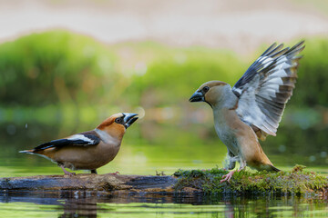 Hawfinch (Coccothraustes coccothraustes) male feeding a female in the forest of Noord Brabant in the Netherlands.  