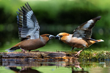 Hawfinch (Coccothraustes coccothraustes) male fighting in the forest of Noord Brabant in the...