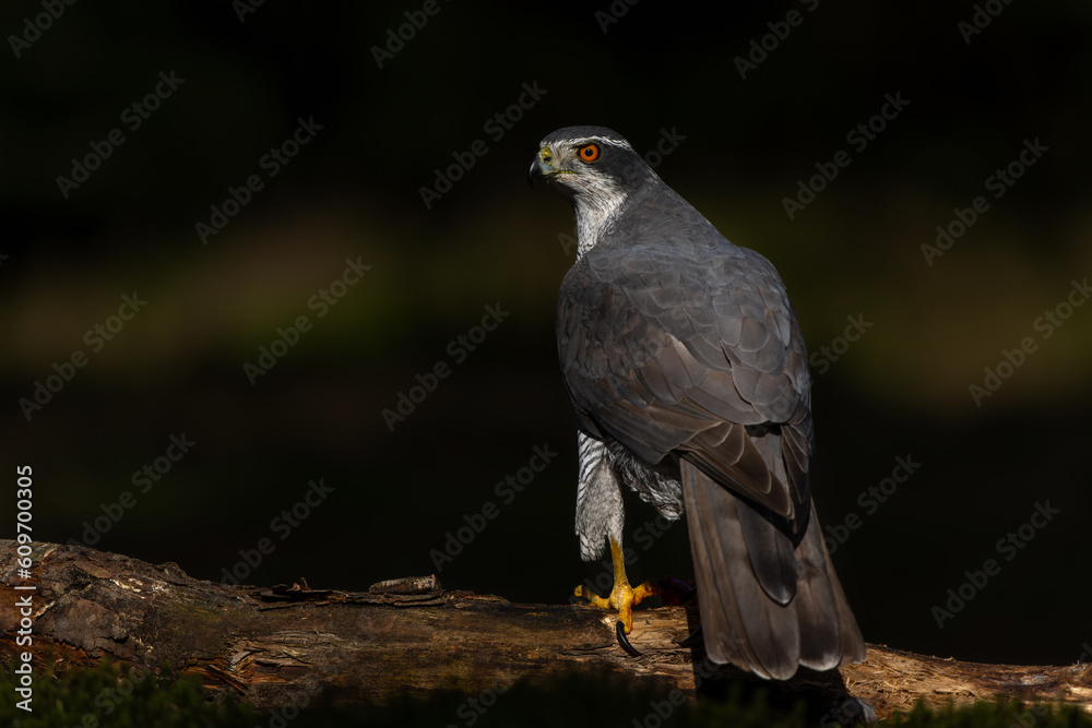 Canvas Prints Northern goshawk (accipiter gentilis) searching for food in the forest of Noord Brabant in the Netherlands with a black background       