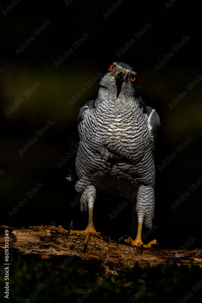 Wall mural Northern goshawk (accipiter gentilis) searching for food in the forest of Noord Brabant in the Netherlands with a black background       