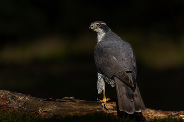 Northern goshawk (accipiter gentilis) searching for food in the forest of Noord Brabant in the Netherlands with a black background       