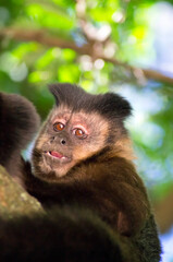 Capuchin monkey in the middle of the trees showing expressive face with mouth open