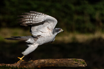 Northern goshawk (accipiter gentilis) searching for food in the forest of Noord Brabant in the Netherlands with a black background       