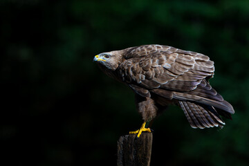 Common Buzzard (Buteo buteo) searching for food in the forest of Noord Brabant in the Netherlands.  Black background