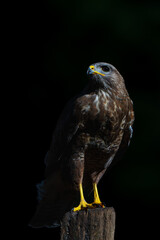 Common Buzzard (Buteo buteo) searching for food in the forest of Noord Brabant in the Netherlands.  Black background