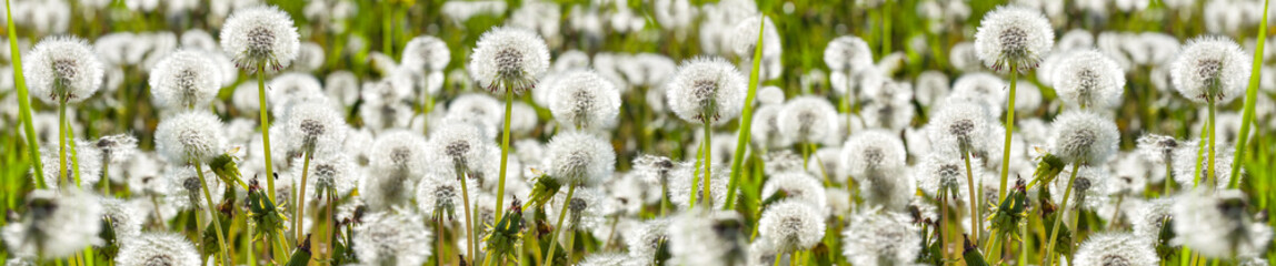 Spring landscape panorama with white blooming dandelions close up.