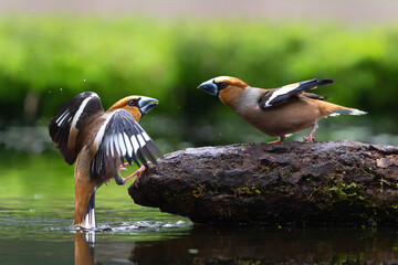 Hawfinch (Coccothraustes coccothraustes) male fighting in the forest of Noord Brabant in the Netherlands.             