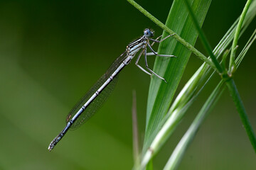 Blaue Federlibelle (Platycnemis pennipes) - Männchen
White-legged damselfly, blue featherleg - male