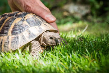 Eastern Hermann's tortoise, European terrestrial turtle, Testudo hermanni boettgeri, turtle on the lawn in nature - obrazy, fototapety, plakaty
