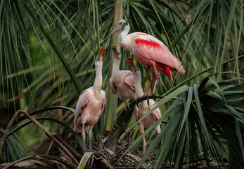 Roseate spoonbill and chicks in Florida  © Harry Collins