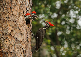 Pileated woodpecker nest in Florida  © Harry Collins