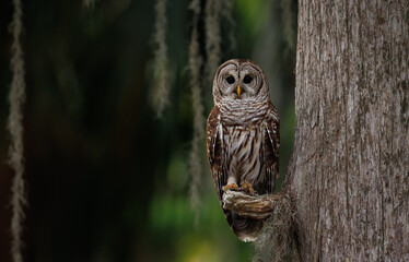 Barred owl in Everglades National Park in Florida 
