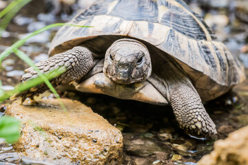 Naklejka premium Eastern Hermann's tortoise, European terrestrial turtle, Testudo hermanni boettgeri, turtle on the lawn in nature