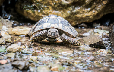 Eastern Hermann's tortoise, European terrestrial turtle, Testudo hermanni boettgeri, turtle on the lawn in nature