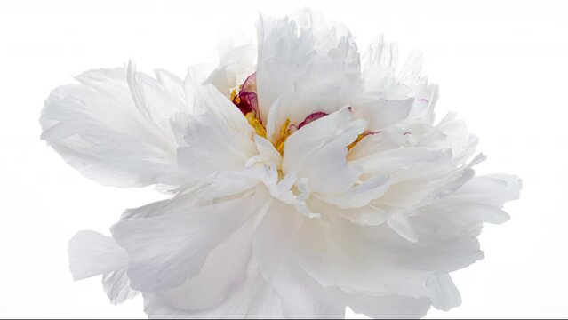 Beautiful opening white peony on white background. Petals of Blooming white peony flower open, time lapse, close-up. Holiday, love, birthday design backdrop. Bud closeup. Macro. 4K video timelapse