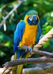 Blue Throated Macaw