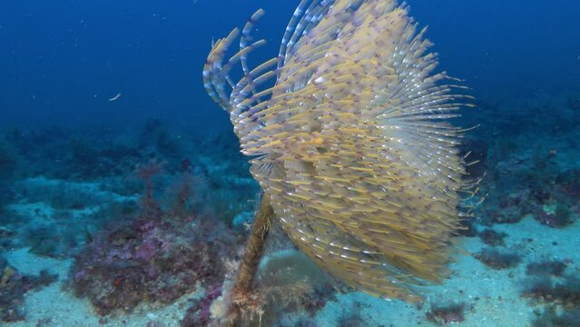 Deep underwater life - Sea worm -spirograph- closeup