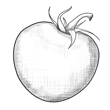 line art tometo vector