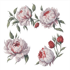 Peonies White Red Watercolor Flower Arrangement Collection.