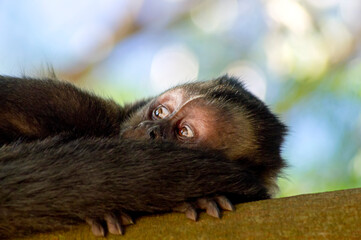 Capuchin monkey in the middle of the trees showing expressive face with eyes wide open