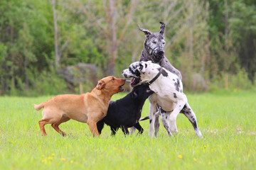 4 dogs play with each other on a green field, two Labradors and two Great Danes play with each...