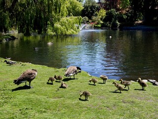 Canadian geese family, parents with goslings at the lake shore in Beacon Hill park, Victoria BC