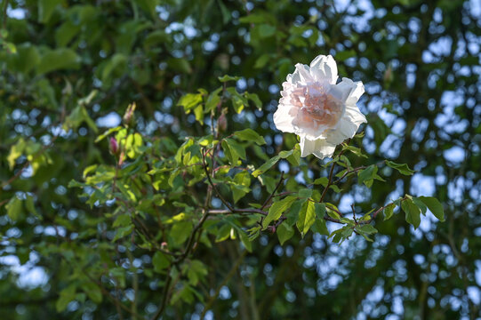 Light blush flower of the rambling rose Madame Alfred Carriere climbing high up in a tree, old noisette rose bred by Schwartz 1875, copy space