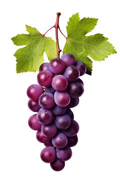 Purple Grapes Fruit Isolated on Transparent Background - Generative AI
