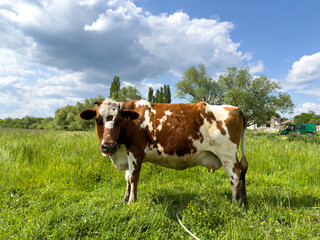 Fototapeta na wymiar A red cow grazes in a picturesque meadow on a summer day