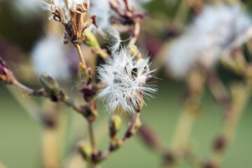 Lettuce plant with dry leaves and seeds