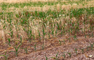Young  Crop Corn Planting on Farm