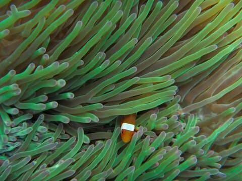 Clownfish in an anemone, Pulau Perhentian, Malaysia
