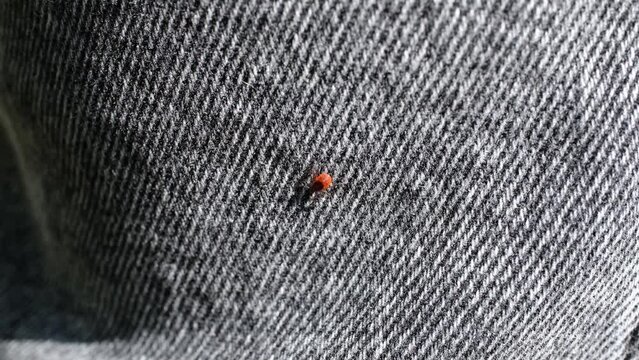 Encephalitic mite crawls on jeans. Carrier of encephalitis and borreliosis