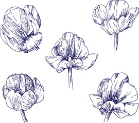 Set of hand drawn flowers