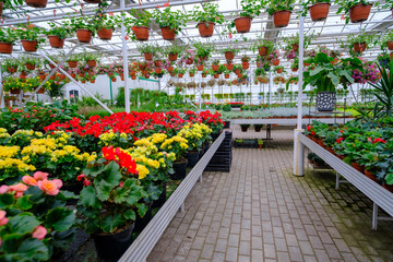 Flowers in a modern greenhouse. Greenhouses for growing flowers. Floriculture industry. Ecological farm. Family business