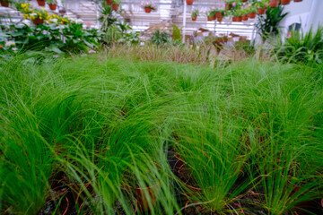 Flowers in a modern greenhouse. Greenhouses for growing flowers. Floriculture industry. Ecological farm. Family business
