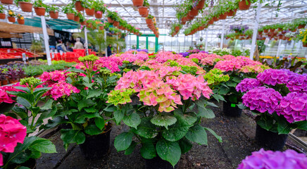 Fototapeta na wymiar Hydrangea seedlings in pots. Flowers in a modern greenhouse. Greenhouses for growing flowers. Floriculture industry. Ecological farm. Family business