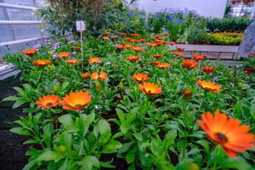 Flowers in a modern greenhouse. Greenhouses for growing flowers. Floriculture industry. Ecological farm. Family business