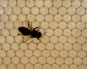 Nectar in new comb.

Nectar in new comb.
Bees nectar poured into new comb to convert it into honey.

