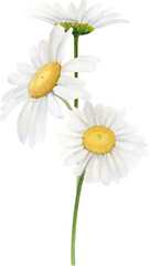 Fototapeta premium Hand Drawn Watercolor Bouquet Of A White Daisy And Spikelets Wheat