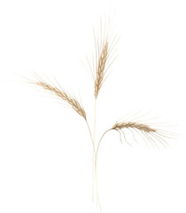 Hand Drawn Watercolor Spikelets Wheat Illustration