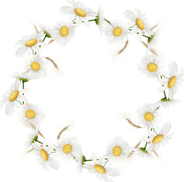 Hand Drawn Watercolor Wreath Of A White Daisy And Spikelets Wheat